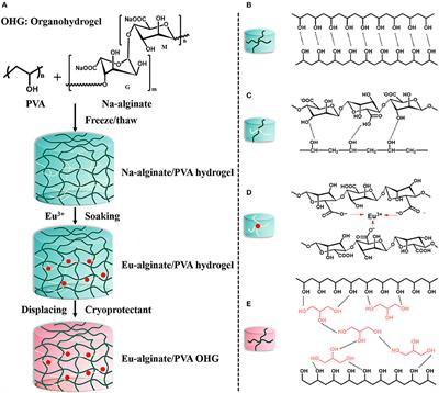 Physical Organohydrogels With Extreme Strength and Temperature Tolerance